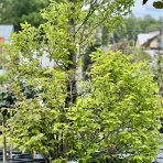  Hrab obyčajný (Carpinus betulus) ´PYRAMIDALIS´ - výška 350-360 cm, kont. C240L - ŠPIRÁLA 